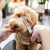 Image 4: Pamper Your Pup with a Full Groom, Bath & Blow-Dry Long or Double Coat