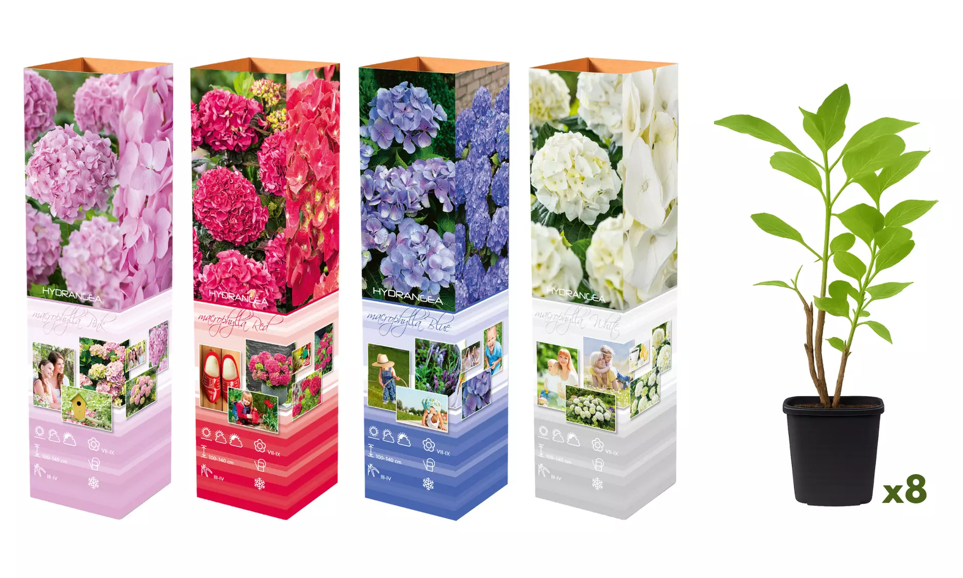 Set Hortensias Hydrangea macrophylla