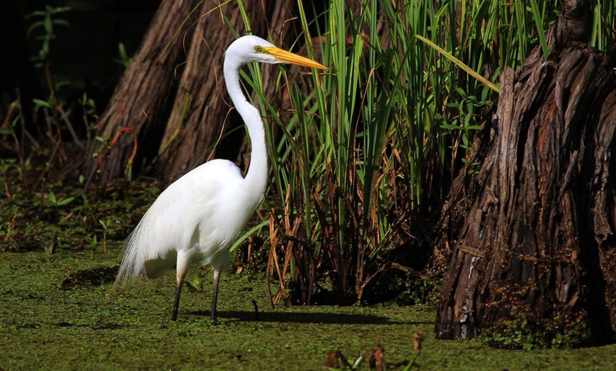 Image 7: Swamp Boat Tour for Two Adults - Up to 29% Off