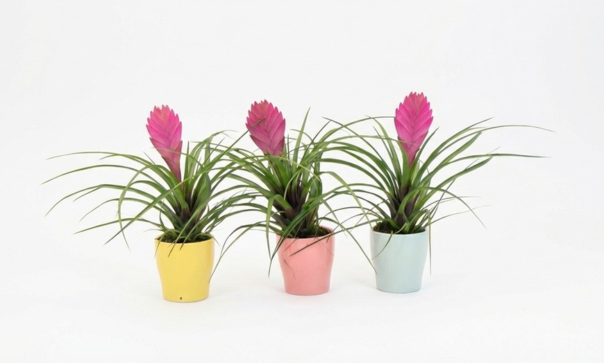Image 6: Rootz Set of 3 Tillandsia Cyanea Pastel Houseplants with Pot