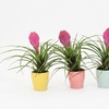 Image 6: Rootz Set of 3 Tillandsia Cyanea Pastel Houseplants with Pot