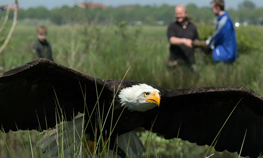 Image 4: Roofvogelworkshop