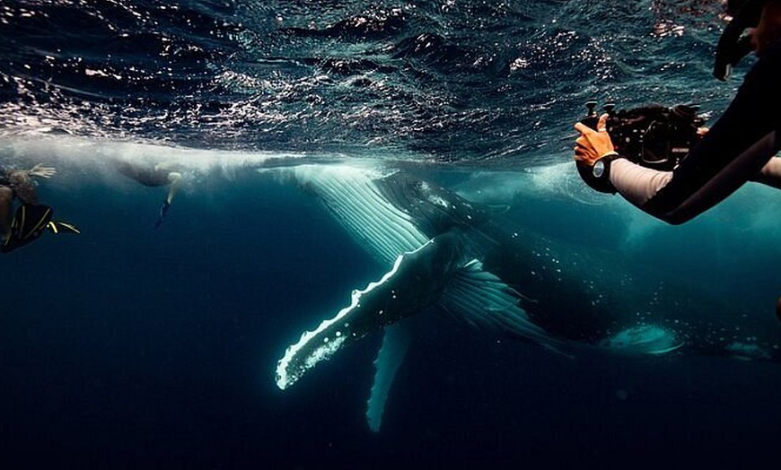 Image 4: Admission to World's First Holographic Zoo at Surfers Paradise