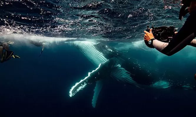 Admission to any Hologram Zoo Experience at World's First Holographic Zoo at Surfers Paradise (Up to 41% Off) - Second Medium