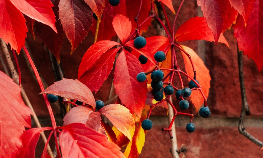 Image 2: Set de 8 flores trepadoras mixtas en varios colores de Gardenzo