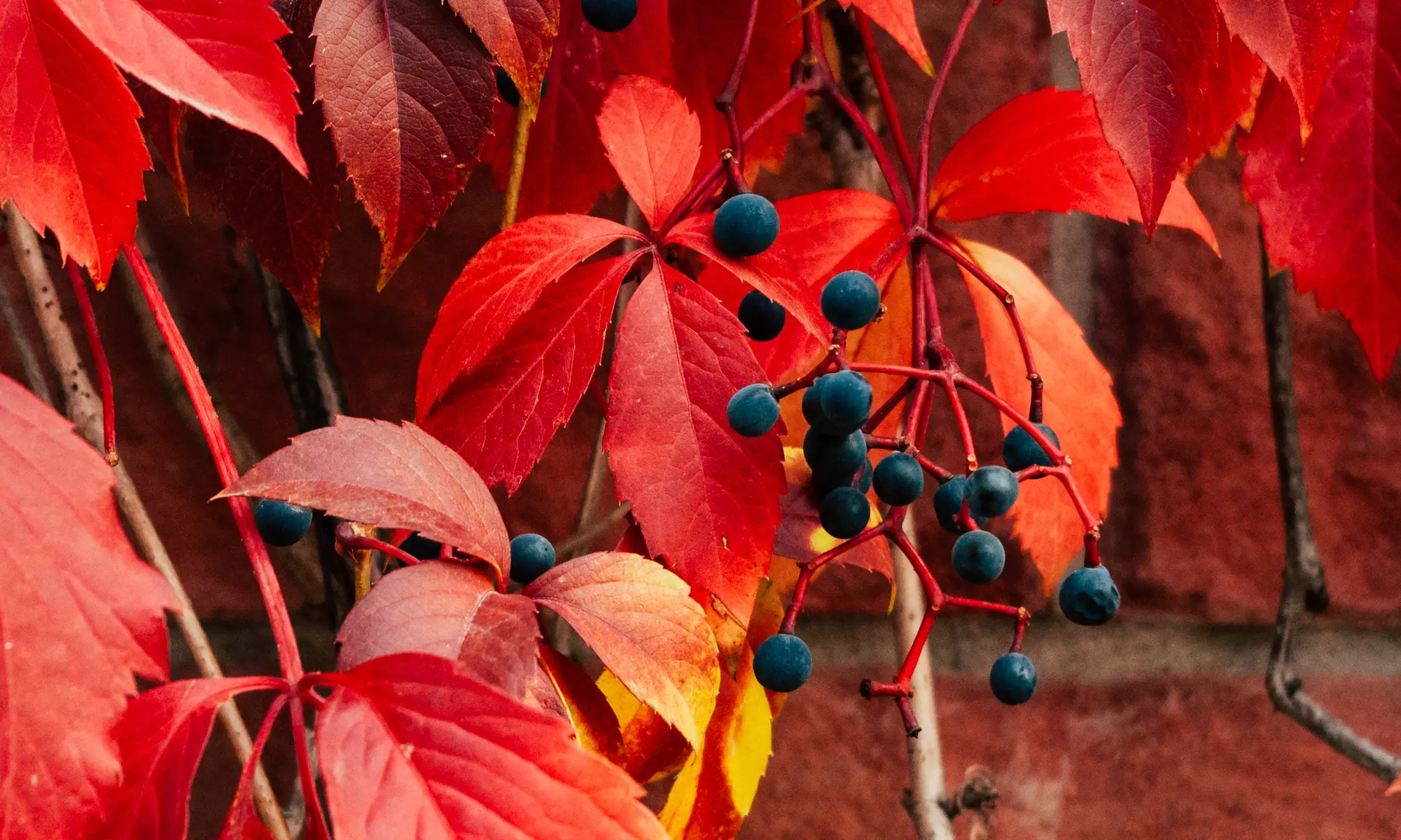 Set de 8 flores trepadoras mixtas en varios colores de Gardenzo