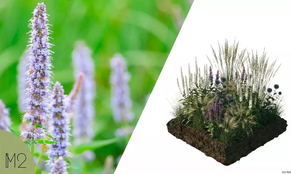 Mehrjähriges Stauden-Set „Isa“ mit 10 Pflanzen