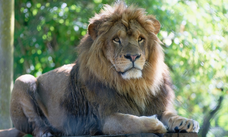 Image 28: Vivre les missions d’un soigneur au Touroparc Zoo