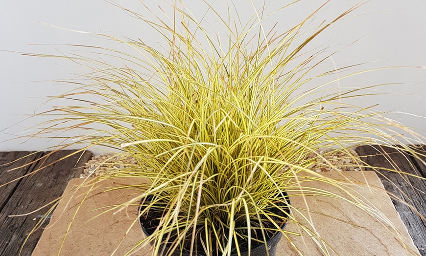 Image 4: Three-Litre Dwarf Sedge Grass