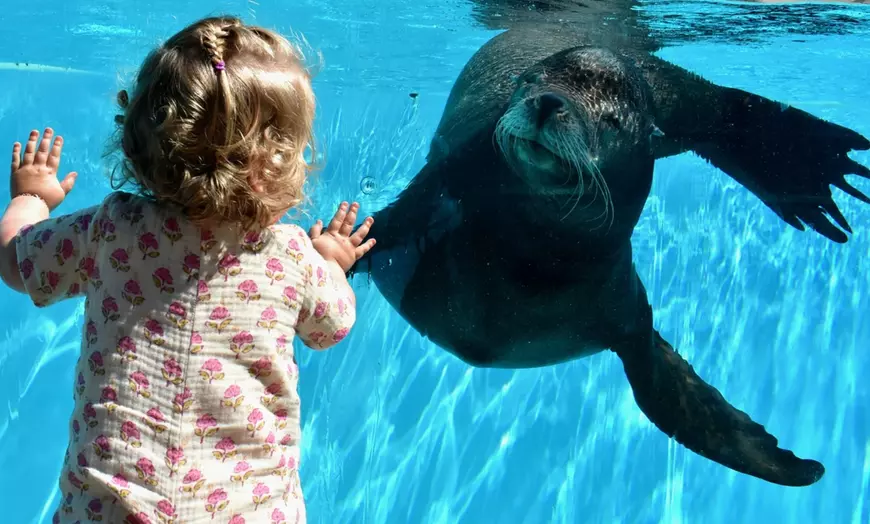 Image 6: Duik in het familieplezier met een dagje dolfinarium