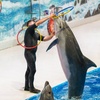 Image 15: Enjoy Painting Dolphins, Juggling Seals, & Exotic Birds in Action