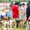 Image 13: Royal Cheshire County Show | Cheshire | 17-18 June 2025