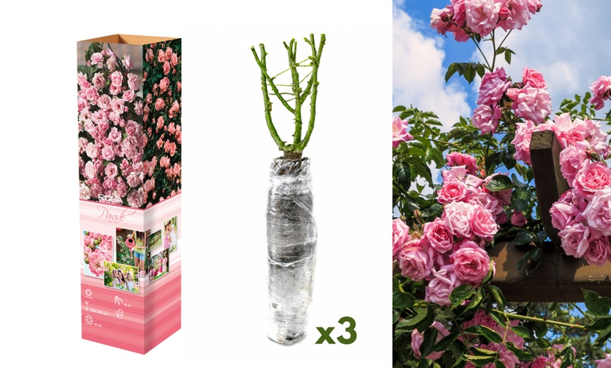 Image 5: Plants de roses grimpantes 