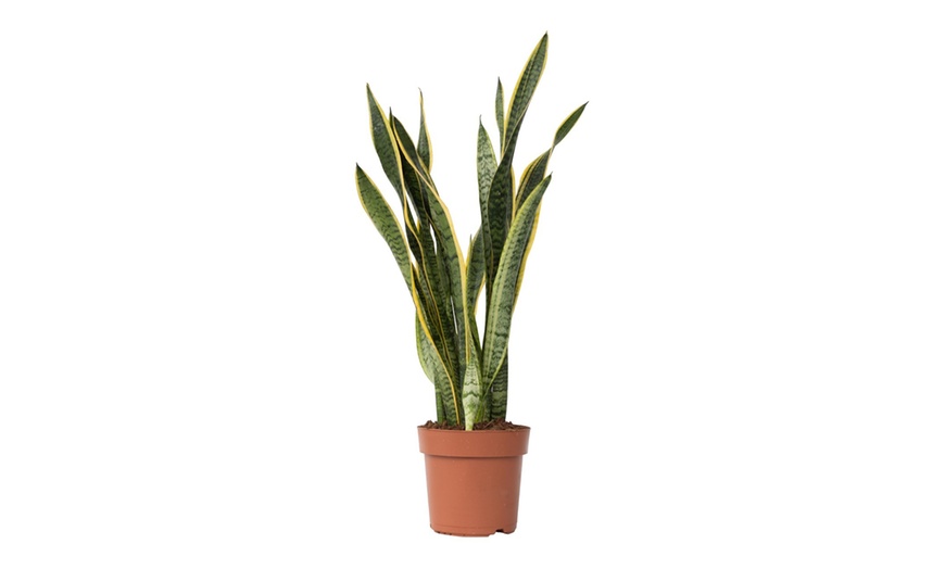 Image 7: Plante Sansevieria