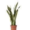 Image 7: Plante Sansevieria