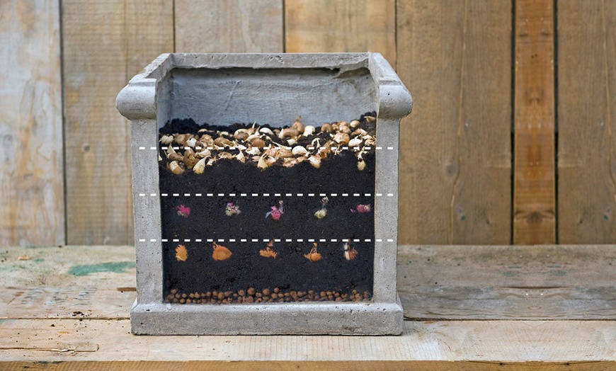 Image 10: Spring Lasagne Bulb Collection 75 Bulbs + Optional Patio Pot & Compost