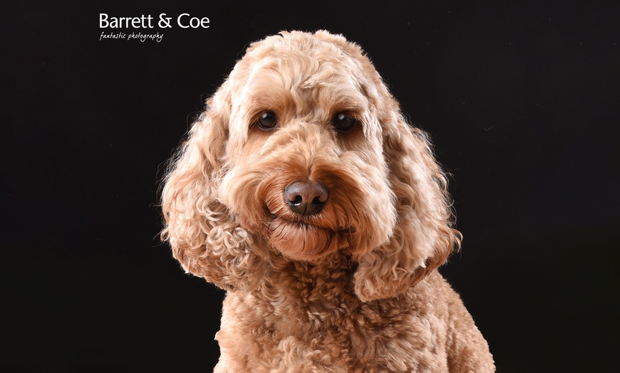 Image 6: Say Paw-lease! Pet Photoshoot + 8"x6" Print – Save up to 91%