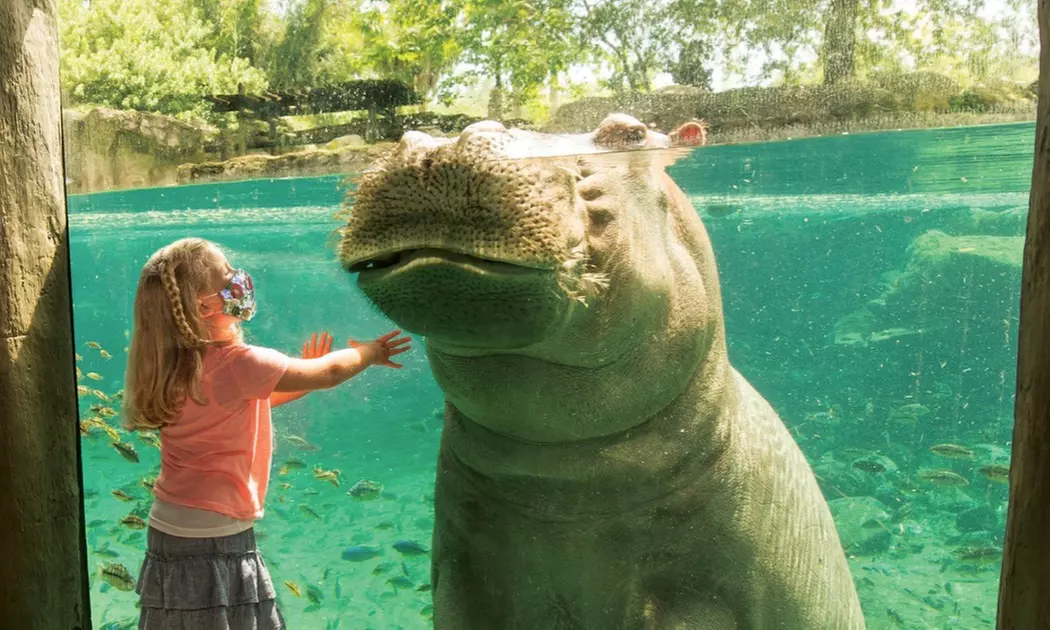Save 62% on Busch Gardens Tampa Tickets, Fun Cards & Meals!