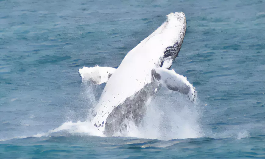 Image 4: Whale Watching Cruise at Augusta / Busselton / Dunsborough