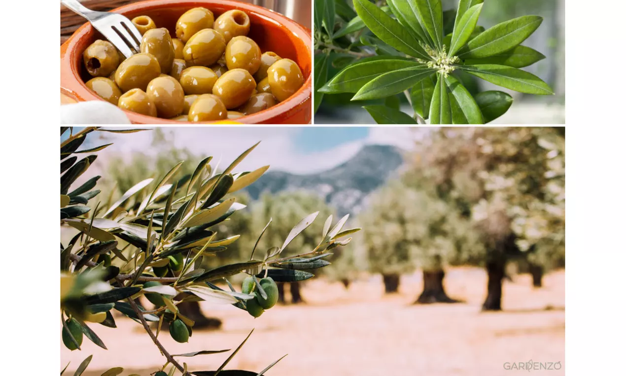 Plantas y árboles de olivo en varios tamaños - Primary Image