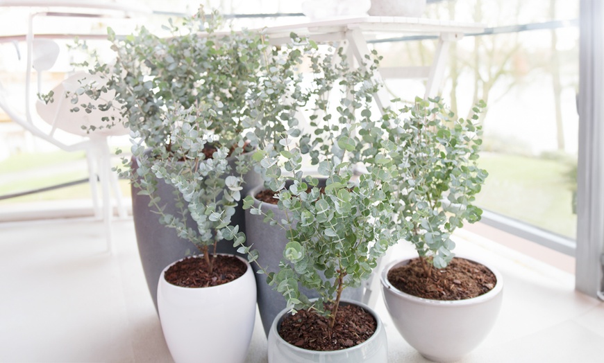 Image 2: YouGarden Eucalyptus gunnii 'Azura' Plant