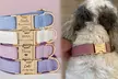 Flex your pet’s personality with comfortable and cool collars designed just for them! (Up to 71% off) - Second Medium