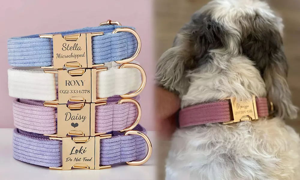 Grab paw-some Custom Pet Collars for your furry buddies