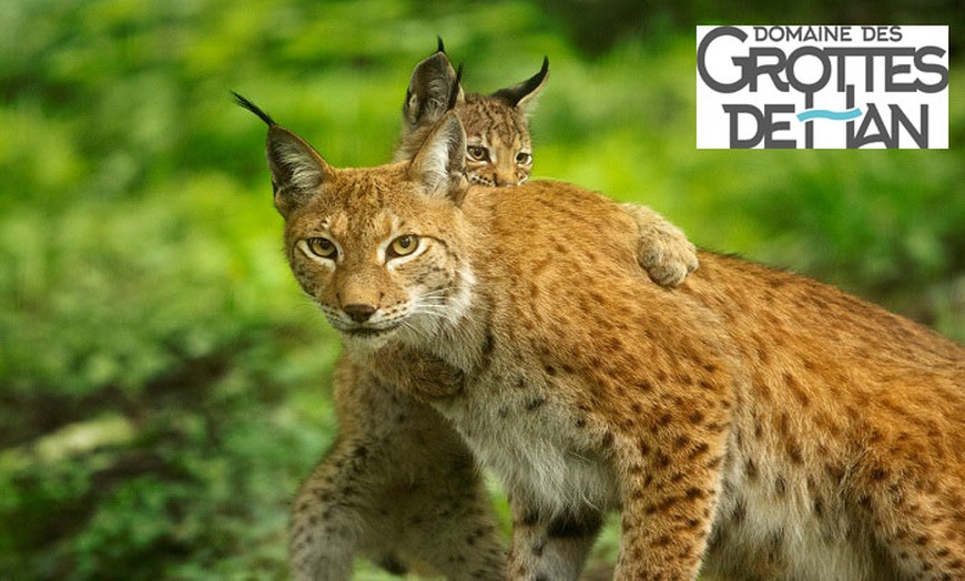 Image 1: Aventurez-vous au cœur de la Grotte de Han et de son Parc Animalier