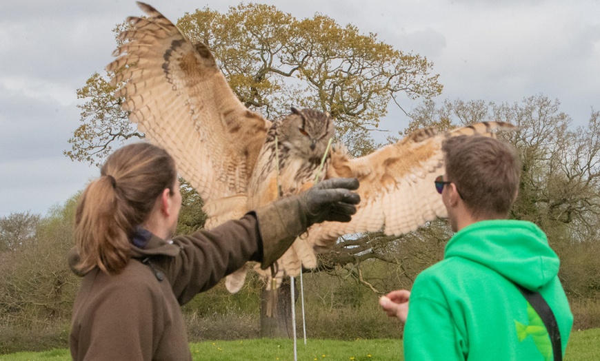 Image 1: Experience the Thrill: Two-Hour Birds of Prey Adventure for 1, 2, or 4