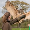 Image 1: Experience the Thrill: Two-Hour Birds of Prey Adventure for 1, 2, or 4