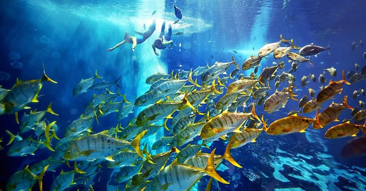 Explore The Lost World Aquarium – Entry For Kids, Adults & Families Explore The Lost World Aquarium – Entry For Kids, Adults & Families