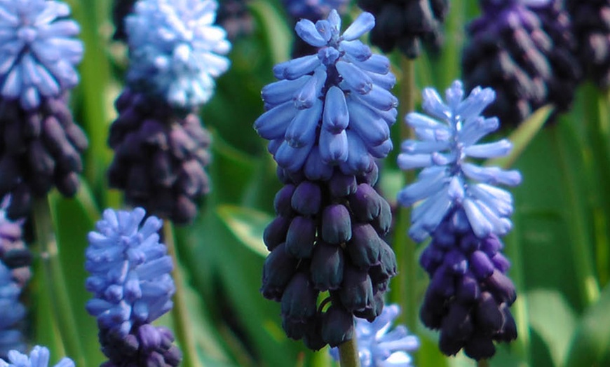 Image 8: 50 or 100 Muscari latifolium Spring Flowering Bulbs