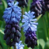 Image 8: 50 or 100 Muscari latifolium Spring Flowering Bulbs