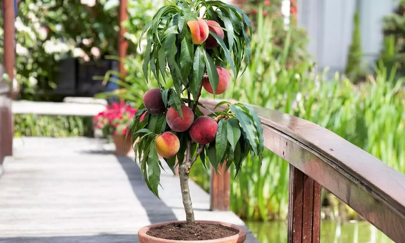 Set di 4, 6, 8 o 12 alberi da frutto a colonna