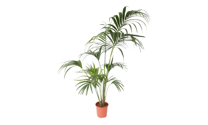 Image 6: Rootz Kentia Palm Collections