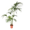Image 6: Rootz Kentia Palm Collections