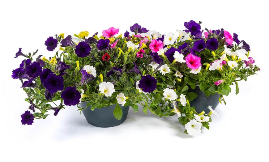 Image 4: Two Preplanted Petunia 'Wave' Mix Hanging Baskets