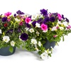 Image 4: Two Preplanted Petunia 'Wave' Mix Hanging Baskets