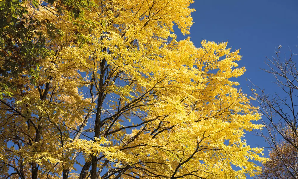 Colour-Changing Katsura Trees