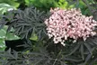Lot de 2 arbustes de Sureau noir Sambucus nigra, livrés avec pot - Second Medium