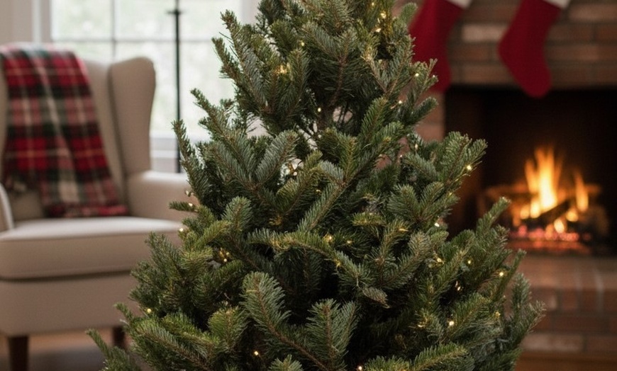 Image 4: Fraser Fir Christmas Wreath or Fraser Fir Christmas Tree with Stand with Free Shipping