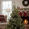 Image 4: Fraser Fir Christmas Wreath or Fraser Fir Christmas Tree with Stand with Free Shipping