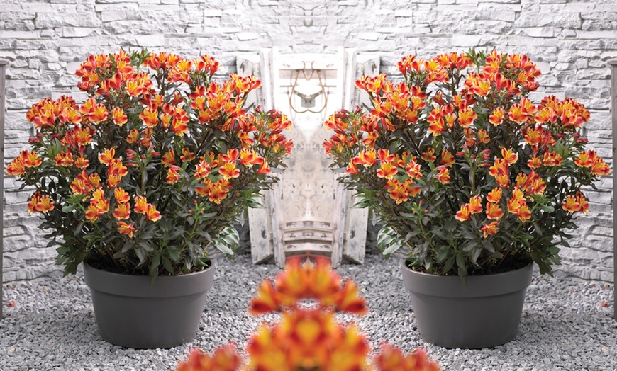 Image 7: One, Three or SIx Hardy Alstroemeria Indian Summer