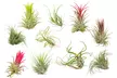 Lot de 5 ou 10 tillandsias – plantes aériennes décoratives et faciles d’entretien - Image 2