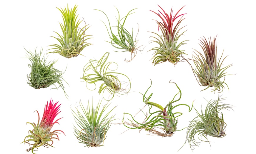 Image 2: Lot de 5 ou 10 tillandsias – plantes aériennes décoratives
