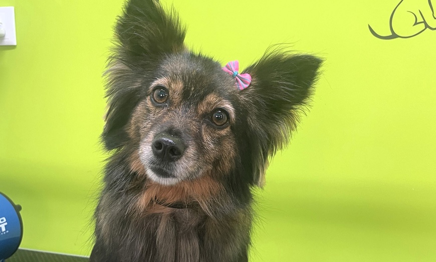 Image 6: Sesión de peluquería canina para perros hasta 6, 15 o 30 kg 