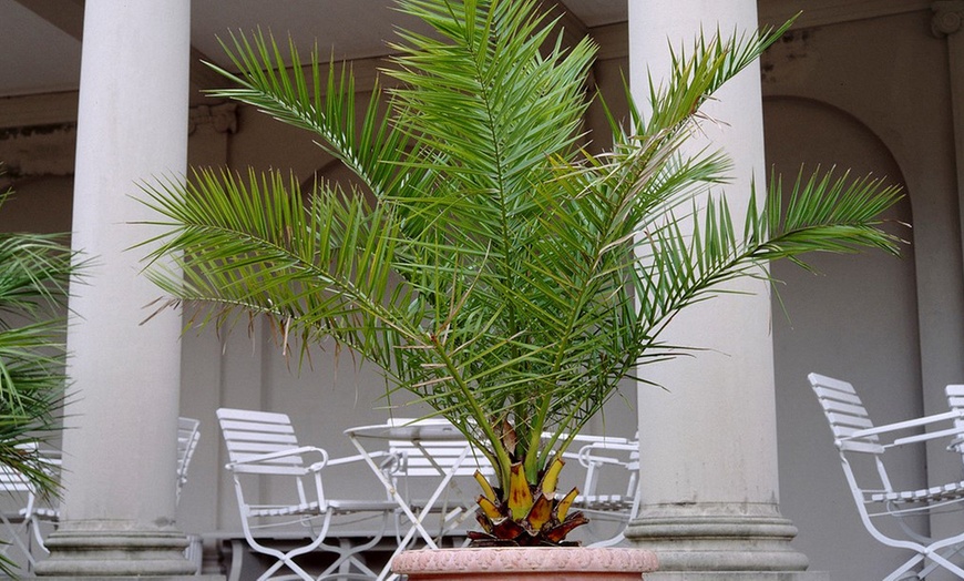 Image 1: Palmier dattier Phoenix "Canariensis"