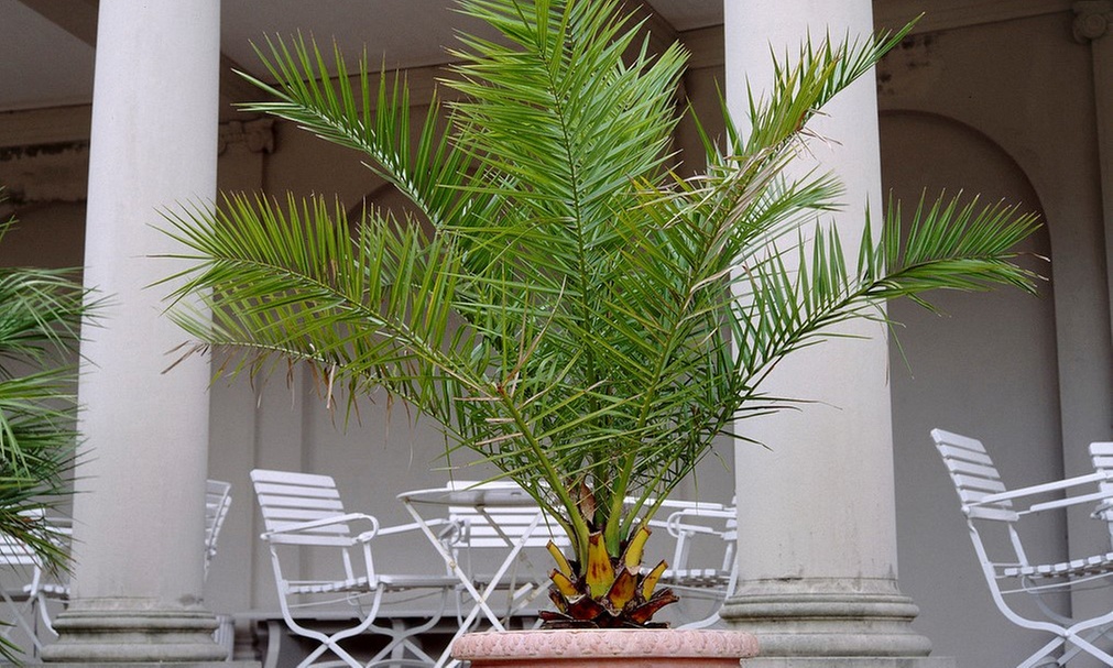 Palmier dattier Phoenix "Canariensis"
