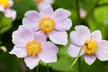 Mixed Seasonal Alpine/rockery Plants - Potted or Plug Plants - Image 5