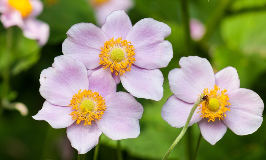 Image 5: Mixed Seasonal Alpine/rockery Plants - Potted or Plug Plants